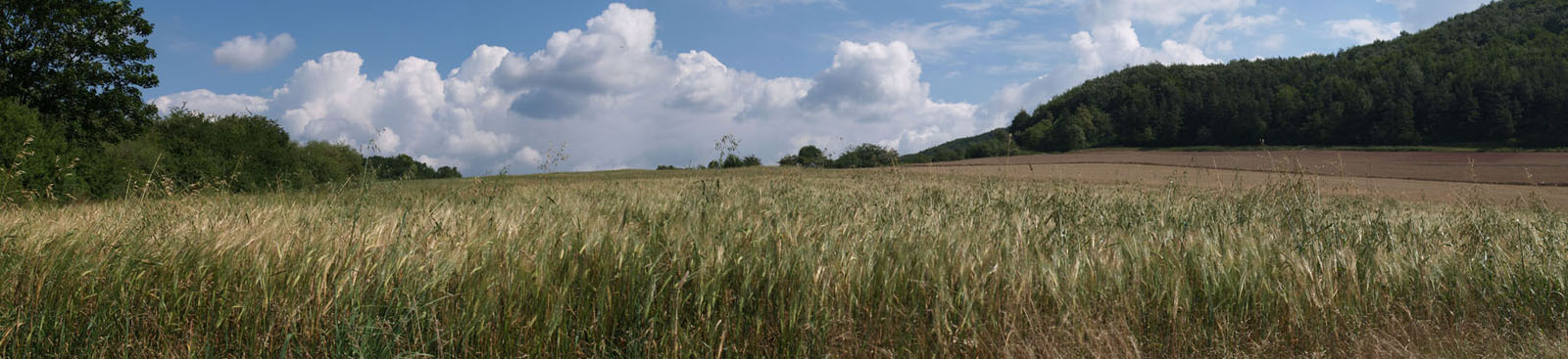 Panorama_Kornfeld_klein